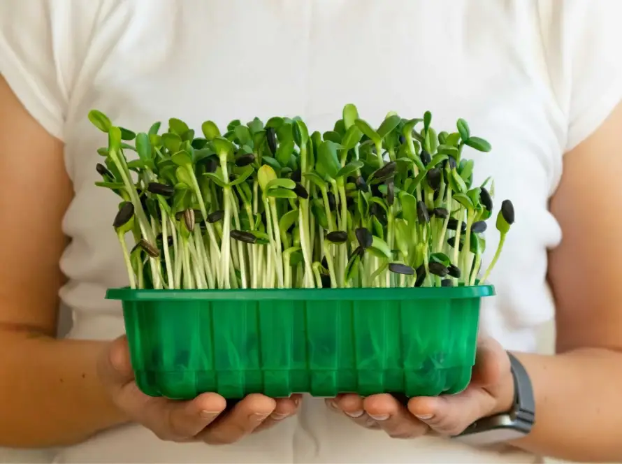 Beneficios de los germinados